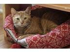 Hogan - In Foster Domestic Shorthair Adult Male