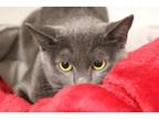 Gracie Domestic Shorthair Young Female