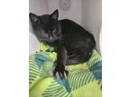 Emory Domestic Shorthair Young Male