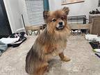 Kion - adoption pending Pomeranian Adult Male