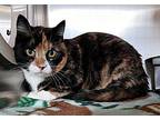 Molly Domestic Shorthair Adult Female