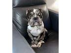 Mabel English Bulldog Adult Female