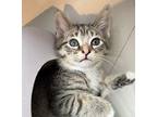 Frankie Domestic Shorthair Kitten Female