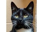 Miss Marple Domestic Shorthair Young Female