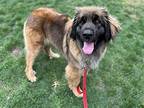 Miley Leonberger Adult Female