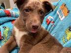 Seven Australian Cattle Dog Puppy Male