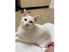 Tofu Domestic Shorthair Adult Female