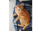Marmelade Domestic Shorthair Young Male