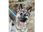 Purdy German Shepherd Dog Young Female