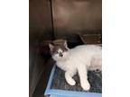 Erin Domestic Shorthair Young Female