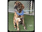 LIAM Mountain Cur Young Male