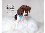 Fruity Pebbles German Shorthaired Pointer Puppy Female
