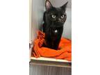 Beverly Domestic Shorthair Adult Male