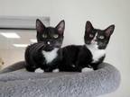 Josephine Domestic Shorthair Young Female