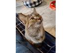 Wendy Domestic Shorthair Adult Female