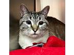 Milo Domestic Shorthair Adult Male