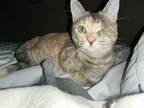 Toffee Domestic Shorthair Young Female