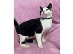 Tom Domestic Shorthair Young Male