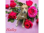 Hailey Boxer Young Female