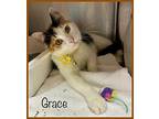 GRACE (Avail 3/27) Domestic Shorthair Young Female