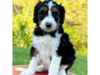 Mutt Puppy for sale in Bristol, VA, USA