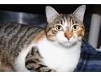 Blair Domestic Shorthair Adult Female