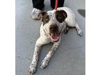 Jasper Australian Cattle Dog Puppy Male