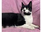 Zorra Domestic Shorthair Young Female