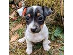 Parson Russell Terrier Puppy for sale in Sandown, NH, USA