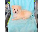 Maltipoo Puppy for sale in Clearwater, FL, USA