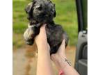 Mutt Puppy for sale in Rome, GA, USA