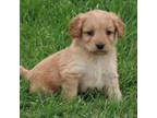 Goldendoodle Puppy for sale in Flat Rock, IL, USA