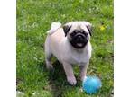 Pug Puppy for sale in Delavan, WI, USA