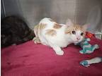 Vince Domestic Shorthair Adult Male