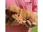 Golden Retriever Puppy for sale in Big Stone Gap, VA, USA