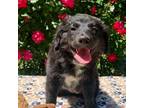 Aussiedoodle Puppy for sale in Nacogdoches, TX, USA