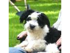 Aussiedoodle Puppy for sale in Nacogdoches, TX, USA