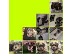 Yorkshire Terrier Puppy for sale in Flower Mound, TX, USA