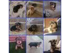 Yorkshire Terrier Puppy for sale in Flower Mound, TX, USA