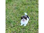 Biewer Terrier Puppy for sale in Smithfield, NC, USA