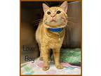 LOVER BOY (Avail 3/27) Domestic Shorthair Young Male