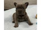 happy french bulldog puppies seeking for new home