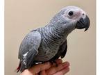 NH African Grey Parrots Birds