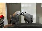 XI African Grey Parrots Birds