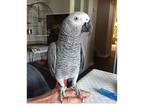 BI African Grey Parrots Birds