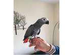 FIO African Grey Parrots Birds