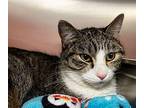 Tali Domestic Shorthair Young Female