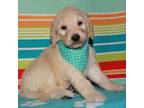 Goldendoodle Puppy for sale in Lyons, NE, USA