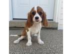 Cavalier King Charles Spaniel Puppy for sale in New Haven, IN, USA