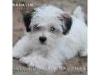 Havanese Puppy for sale in West Plains, MO, USA